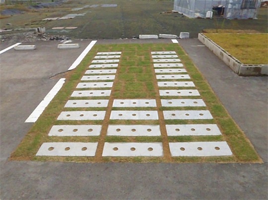 011 施工后草坪生长情况实例（铺设完成3周后）.jpg