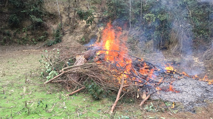 1583396061179992.jpg 8 除治.jpg